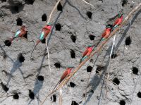 Bwabwata Nationalpark am Kwando - Scharlachspint (Karminspint), Gattung der Bienenfresser