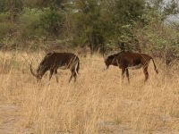 Pirschfahrt im Bwabwata Nationalpark - Rappenantilope
