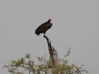 Pirschfahrt im Bwabwata Nationalpark - Ohrengeier