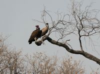 Pirschfahrt im Bwabwata Nationalpark - Weißrücken - und Ohrengeier