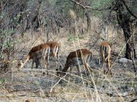 Pirschfahrt im Bwabwata Nationalpark - Impalas