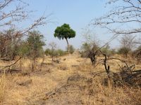 Pirschfahrt im Bwabwata Nationalpark 