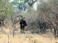 Pirschfahrt im Bwabwata Nationalpark - Rappenantilope
