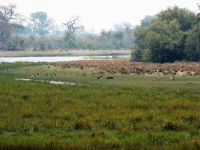 Pirschfahrt im Bwabwata Nationalpark am Kwando