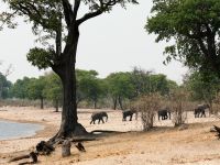 Pirschfahrt im Bwabwata Nationalpark - Elefanten am Kwando