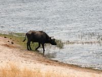 Pirschfahrt im Bwabwata Nationalpark - Büffel am Kwando