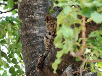 Pirschfahrt im Bwabwata Nationalpark - Baby Leopard