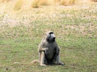 Pirschfahrt im Bwabwata Nationalpark - Pavian (Baboon) Chef