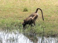 Pirschfahrt im Bwabwata Nationalpark - auch Paviane haben Durst