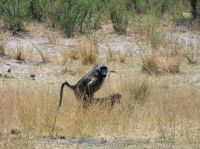Pirschfahrt im Bwabwata Nationalpark - und Lust...