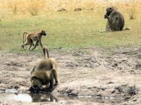 Pirschfahrt im Bwabwata Nationalpark