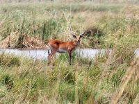 Pirschfahrt im Bwabwata Nationalpark - Letschwe