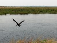 Pirschfahrt im Bwabwata Nationalpark - grüner Ibis