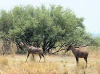 Pirschfahrt im Bwabwata Nationalpark