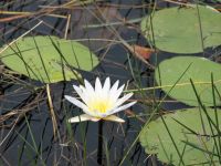 Pirschfahrt im Bwabwata Nationalpark - Flora am Kwando
