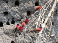 Bwabwata Nationalpark am Kwando - Scharlachspinte (Karminspint), Gattung der Bienenfresser