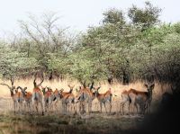 Bootsfahrt auf dem Kwando - Letschwe