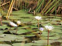 Bootsfahrt auf dem Kwando - Wasserlilien