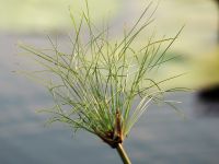 Bootsfahrt auf dem Kwando - Papyrus