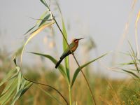 Bootsfahrt auf dem Kwando - Bienenfresser