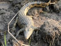 Bootsfahrt auf dem Kwando - Krokodil