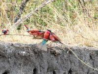 Bootsfahrt auf dem Kwando - Scharlachspinte