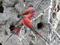 Bootsfahrt auf dem Kwando - Scharlachspinte