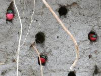 Bootsfahrt auf dem Kwando - Scharlachspinte