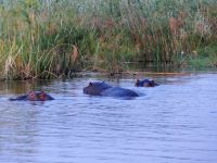 Bootsfahrt auf dem Kwando - Hippo Blockade