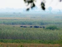 Namushasha River Lodge am Kwando - Büffelherde im Delta