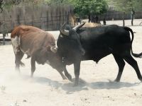 Dorfleben am Strassenrand - Stierkampf