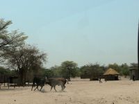 Dorfleben am Strassenrand - Stierkampf