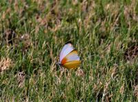 Schmetterling am Chobe
