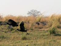 Kanu Tour auf dem Chobe - Klaffschnabel