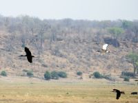 Klaffschnabel, Heiliger und grüner Ibis