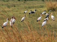 Pirschfahrt am Chobe -Nimmersatt und Ibis