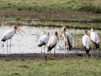 Pirschfahrt am Chobe - Nimmersatt 