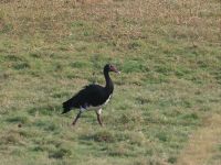 Pirschfahrt am Chobe - Sporengangs