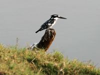 Pirschfahrt am Chobe - Graufischer
