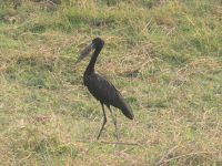 Pirschfahrt am Chobe - Klaffschnabel