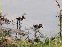 Nachwuchs bei Familie Waffenkiebitz