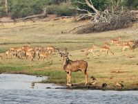 Pirschfahrt am Chobe - Wasserbock meets Impala