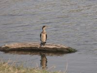 Pirschfahrt am Chobe - Weißbrust-Komoran