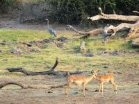 Pirschfahrt am Chobe - Impala und Goliathreiher