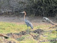 Pirschfahrt am Chobe - Goliathreiher