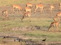 Pirschfahrt am Chobe - Impala Harem