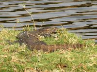 Pirschfahrt am Chobe - Wasserwaran