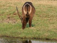 Pirschfahrt am Chobe - Wasserbock