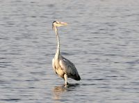 Pirschfahrt am Chobe - Graureiher