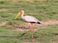 Pirschfahrt am Chobe - Nimmersatt